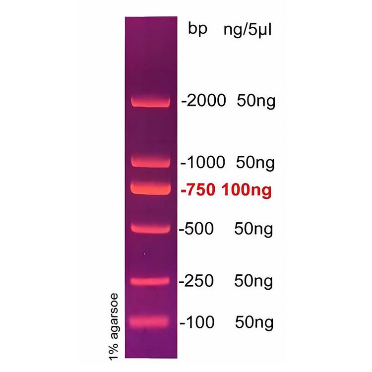 2kbDNAladder(1002000bp)DNA֬Ӿ