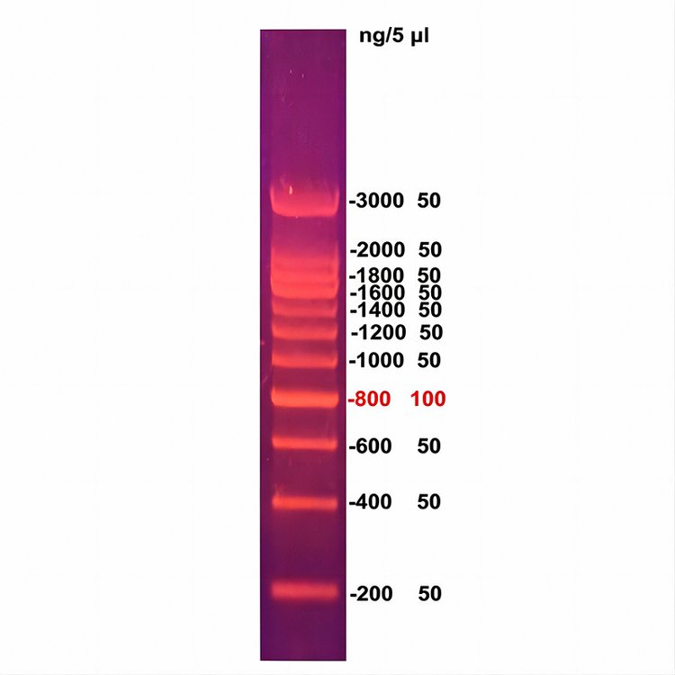 200bpDNAladder(2003000bp)֬Ӿ