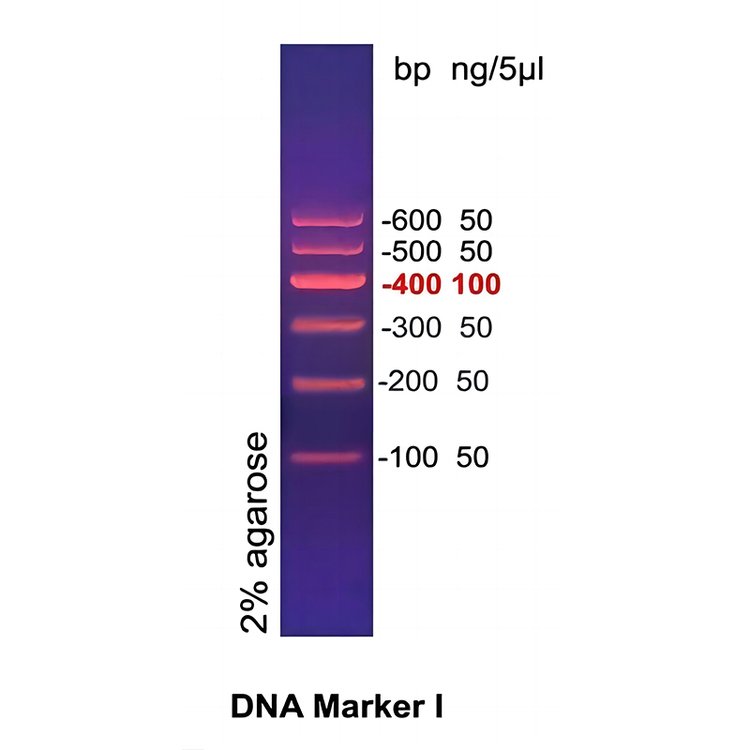 DNAMarkerI(100600bp)֬ӾDNA