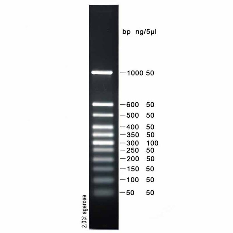 50bpplusDNAladder(501000bp)DNA֬Ӿ